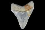 Serrated, Fossil Megalodon Tooth - Aurora, North Carolina #176589-1